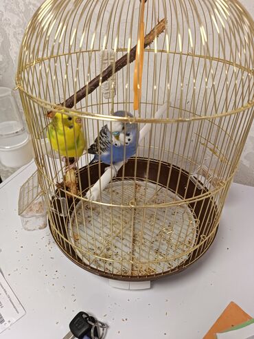 волнистый: Попугаи волнистые синему-5-6 месяцев жёлтой девочке-2 месяца
