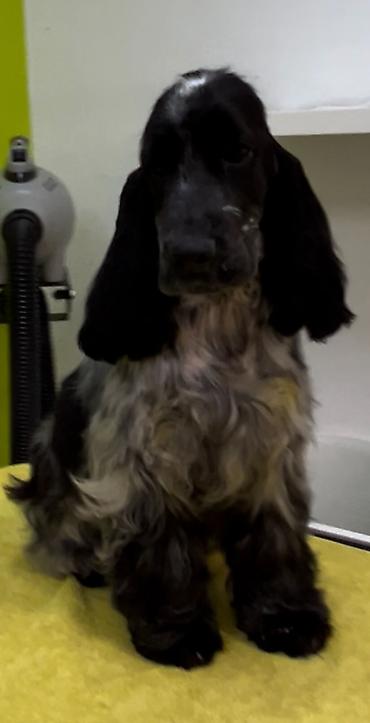 Psi: Engleski koker spanijel u ponudi NOVO LEGLO iz odgajivacnice — 12