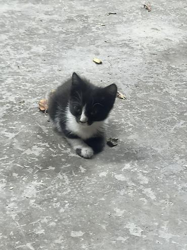 Животные: Котята, помёт из четырёх малышей. Описание: - Окрас: белый — 5