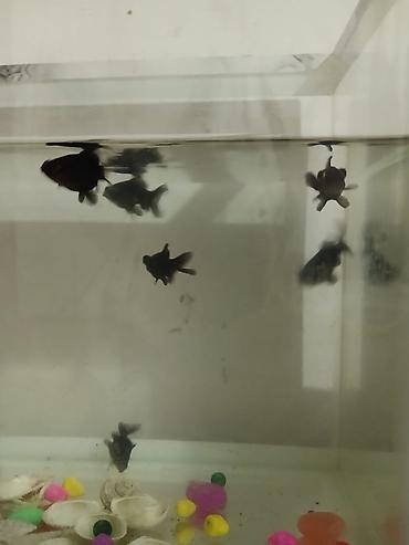 akvariyum: Qızıl balıq, Sülhsevər — 3