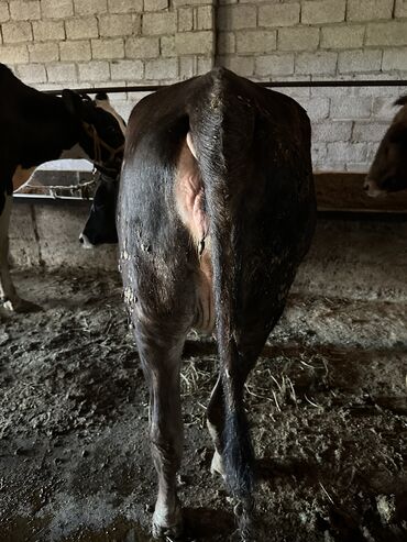 Коровы, быки: Продаю | Корова (самка), Тёлка | Алатауская | Для разведения, Для молока | Нетель