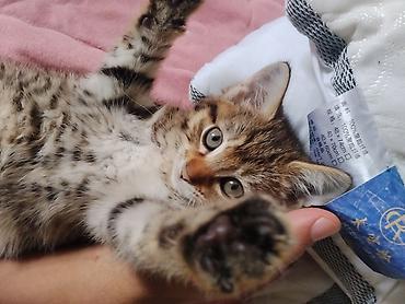 Продажа кошек: Беспородная, 2 месяца, Девочка, Приучена к лотку — 6