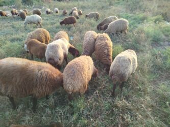 Коровы, быки: Самец, Qala, лет: 1, 50 кг, Для разведения, Самовывоз