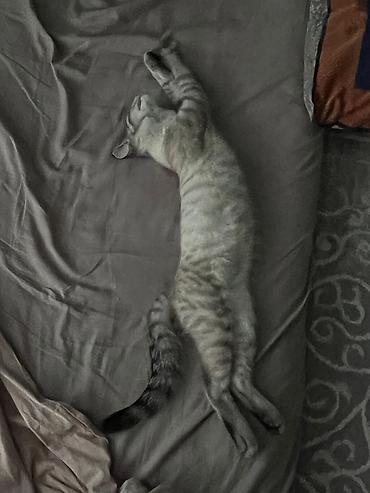 красивые кошки: 2 месяца, Мальчик, Серый — 3