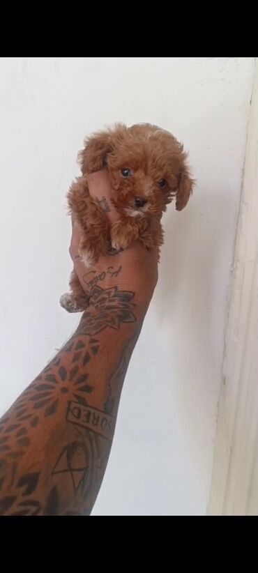 İtlər: Pudel, 3 ay, Erkek, Peyvəndli, Ünvandan götürmə — 21