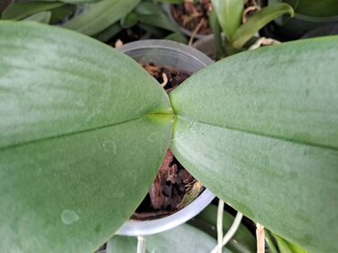 Ostale kućne biljke: Filadendron Brasil, velika biljka sa prve slike je 800, Yucca, Drvo — 11