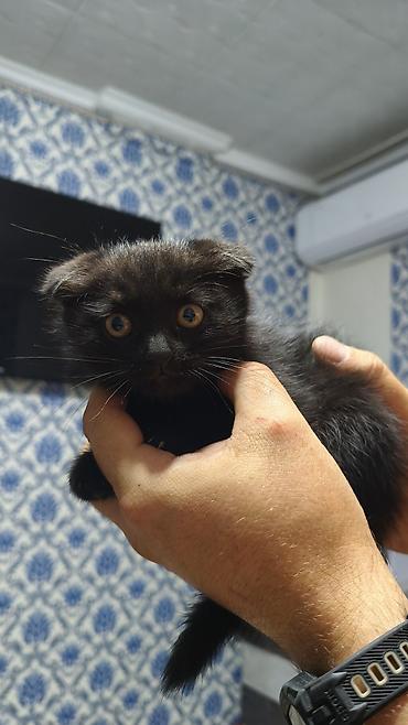 сиамская кошка котята: Шотландские вислоухие котята (Scottish Fold) смешанные с сиамским — 2