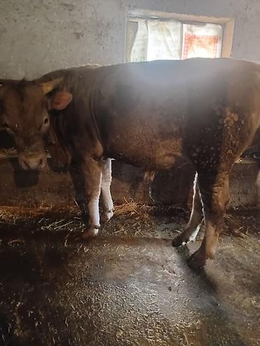Коровы, быки: Продаю | Бык (самец) | На откорм — 10