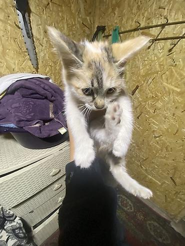 котята шиншиллы: ОДАЮ В ДОБРЫЕ РУКИ!!!! Котята-рябушки (окрашивание — 4