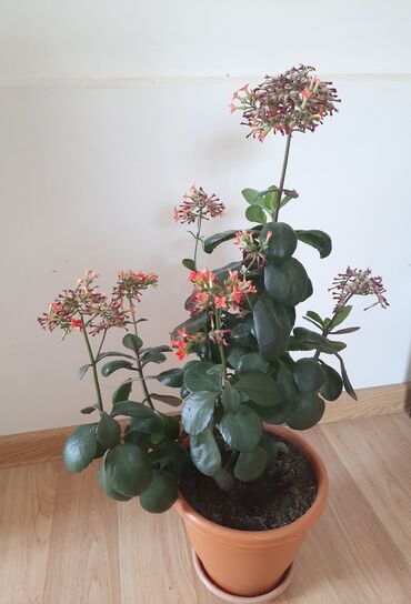 dibcek gulleri ve adları: Dörd müxtəlif növ ev bitkisi dəsti. Dəstə ilan bitkisi (Sansevieria)