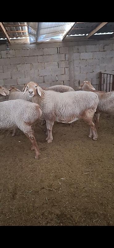 Продаю | Овца (самка), Ягненок | Арашан | Для разведения | Племенные, Котные, Матка at lalafo.kg Продаю | Овца (самка), Ягненок | Арашан | Для разведения | Племенные, Котные, Матка