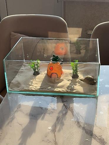 akvamarin daşı qiymeti: Tıspağa üçün terrarium tək şüşədə olan.İdeal vəzziyətdə quru tıspağa — 1