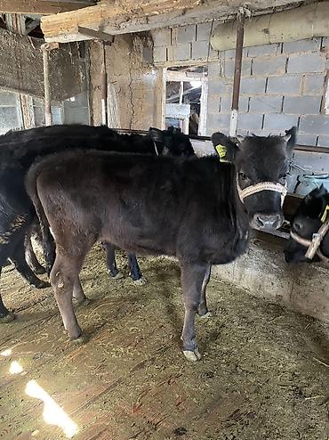 Коровы, быки: Продаю | Тёлка, Музоо, торпок — 6