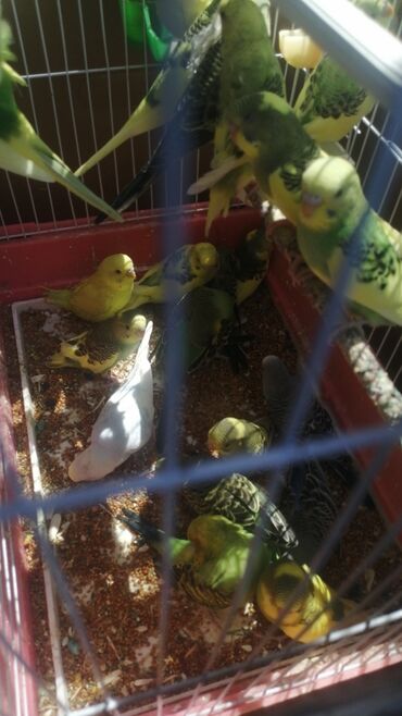 Tutuquşları: Bala Valnisti 9azn Boş qəfəs 9azn 1 bala quş +Qəfəs +Suqabı+Yemqabı — 4