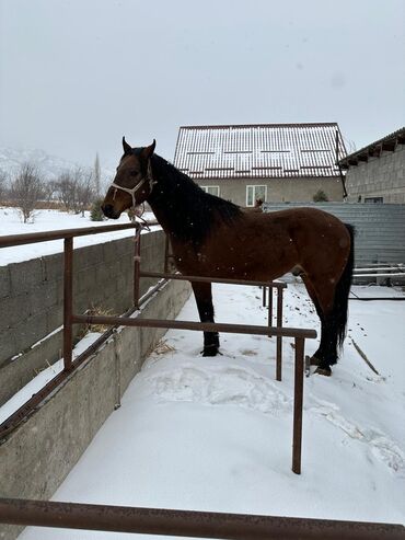 Лошади, кони: Продаю | Horse, Stallion | Half-breed | For breeding | Inseminator