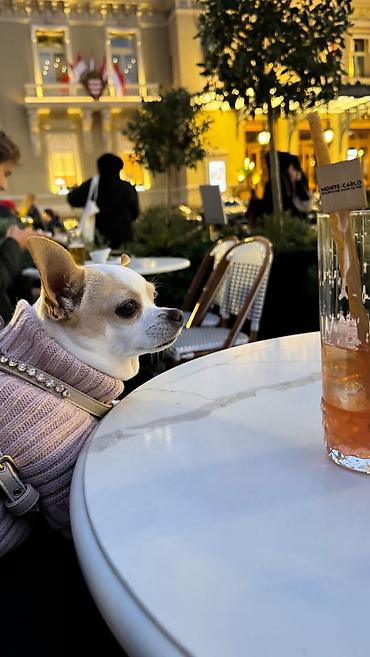 Psi: MINI ČIVAVE. Mini čivave oba pola kristalno bele, zlatne i na lalafo.rs — 10 Psi: MINI ČIVAVE. Mini čivave oba pola kristalno bele, zlatne i — 10