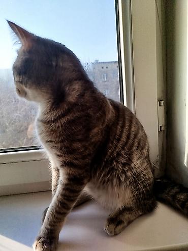 Мышыктар: Пропал !!!!!!! Кличка Хоги, домашний кот,2года — 3