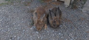 Dovşanlar: İri sort dovşanlar satilir! orta çəkili dovşanlar 15 azn, ağir çəkili -da lalafo.az — 7 Dovşanlar: İri sort dovşanlar satilir! orta çəkili dovşanlar 15 azn, ağir çəkili — 7