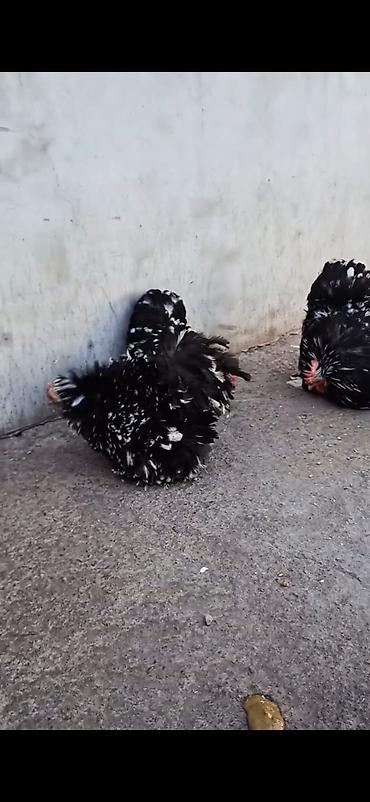 Cücələr: Toyuq cücələri, Damazlıq — 4