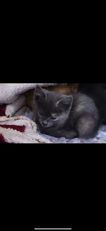 Кошки: Котики ищут дом и любящих хозяев))) есть котята 1,5 месяца и 3 — 10