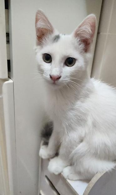 рыжие котята бесплатно: Котята — домашние любимцы Описание: - Два ласковых котёнка — 2