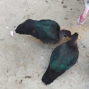 pitbull balaları: Zümrüd ayın 2si çıxmış balalar 10 manat və 3 aylığ zümrüd 25 manat — 4