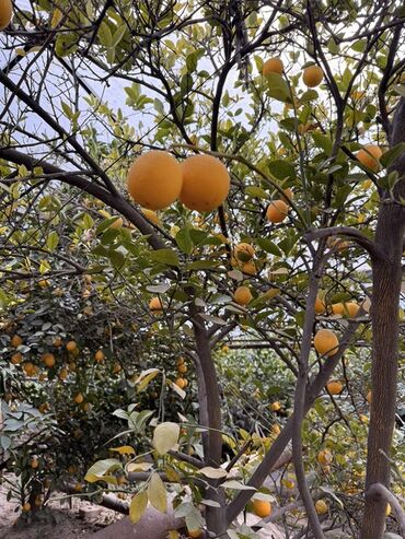 садовые фонари на солнечных батареях бишкек: Лимон город Ош. Кг 250сом