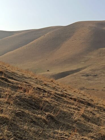 Услуги портера: Заказать Самосвал, Доставка щебня, угля, песка, чернозема, отсев — 12