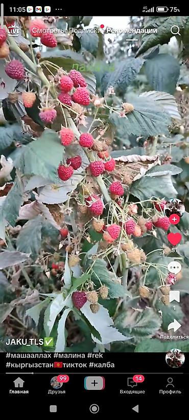 Помидоры: Помидоры Сливки — 27