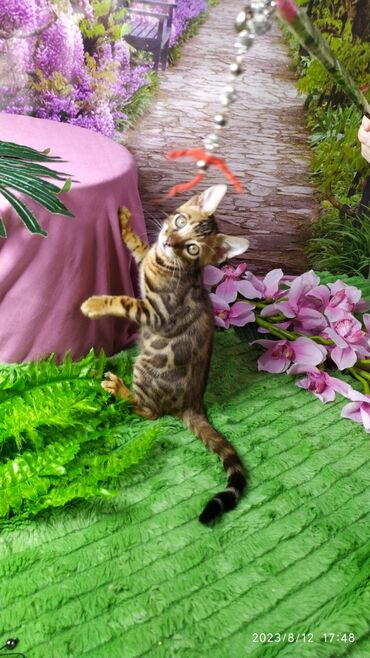 Продажа кошек: Друзья. Бенгальские котята !! Проф.Питомник Бен Гла Мур предлагает — 7