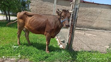 Коровы, быки: Продаю | Корова (самка) | Голштин, Швицкая | Для разведения, Для молока | Племенные, Стельные