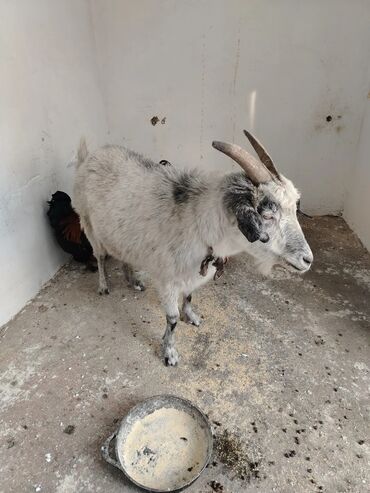 Козы, козлы: Продаю | Коза (самка), Козлёнок | Для разведения, Для молока | Котные — 4