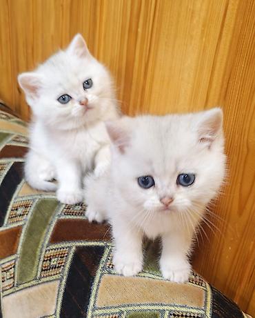 Кошки: Шиншилла, Самовывоз — 1