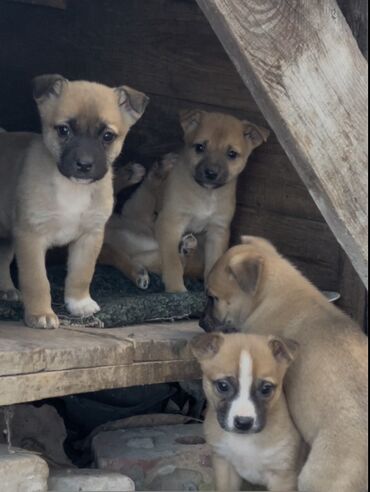 Продажа собак: 1 месяц, Самец — 6