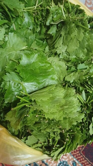 Digər qida məhsulları: Yarpaq . Ağ üzüm yarpağıdır. İncə, kövrək yarpaqdır.Dolması çox — 5