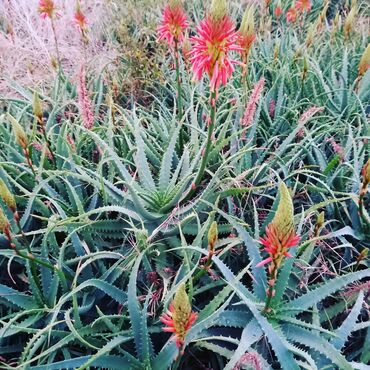 Aloe: Müalicəvi aloe bitkisinin yarpaqları kilo ilə təklif olunur