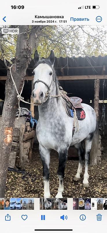 Лошади, кони: Продаю | Конь (самец) | Конный спорт | Племенные — 7