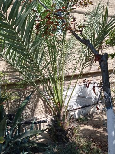 Букетные цветы: Xurma palmı fidanları - Növ: Xurma (Phoenix dactylifera tipli