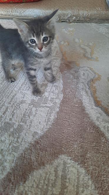 d cat: 2 месяца, Мальчик — 2