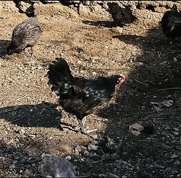 şirin it sekilleri: Toyuq, Australorp, Yumurtalıq, Ünvandan götürmə — 1