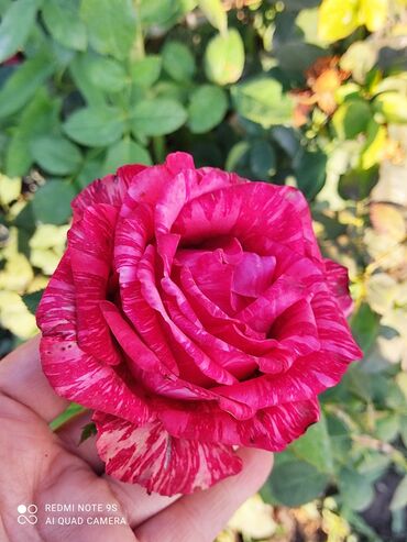 Садовые цветы и кустарники: Саженцы цветка: Розы — 24