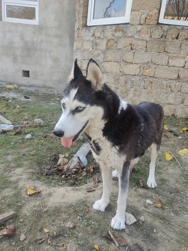 İtlər: Xaski, 1 il, Dişi, Peyvəndli — 4