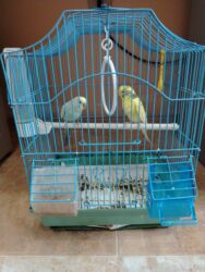 qefes: Dalmatian dalğalı papağanlar və qəfəs dəsti Məhsulun tərkibi: - 2