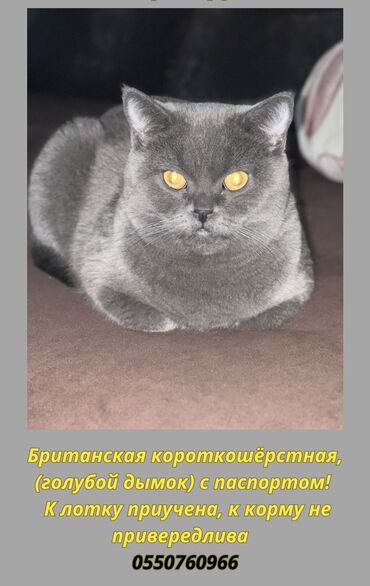 британская: Продаем Британскую кошечку 3 года, с паспортом, стерилизованная К