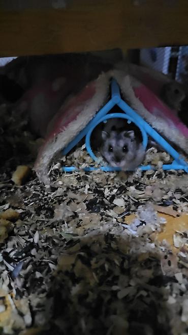 Gəmiricilər: Hamsterlər (Djungarian tipli) - Rənglər: ağ, boz və qarışıq naxışlı — 5