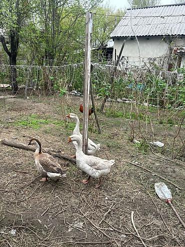 goose: Домашние гуси, стадо из 3 голов. - Породы/окрасы: два — 3