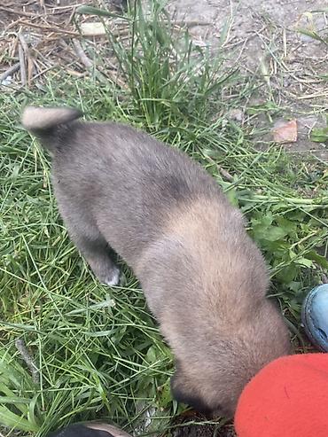 İtlər: 1 ay, Erkek, Peyvəndli, Ödənişli çatdırılma — 5