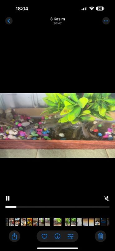 Akvarium aksessuar və ləvazimatları: Kütüm balıqlar yerim valaca oldugu üçün satoram 18-17 edəddir təcili — 11