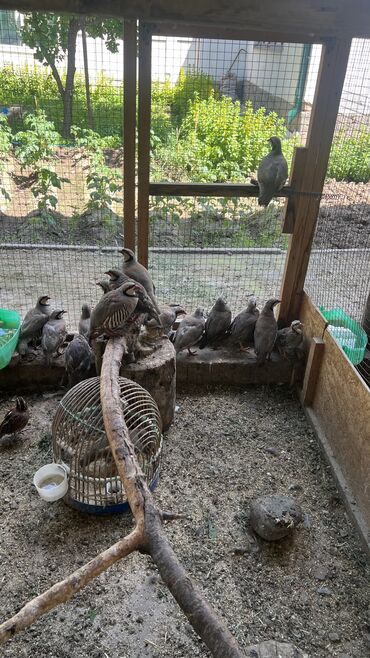 клетки для птицы: Продаю азиатских серых курапаток по кыргызский КЕКЛИК ЦЕНА ЗА ГОЛОВУ