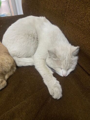 пропал рыжий кот: Девочка 6.5 месяцев, воспитанная, чистая, ласковая девочка Мусенька